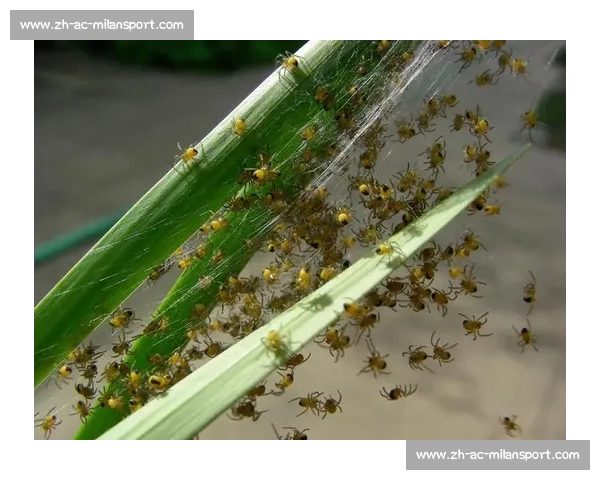 小蜘蛛的警示：世俱杯细节如丝，疏漏即失良机